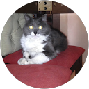 ABDOU ELBOURKADI profile picture